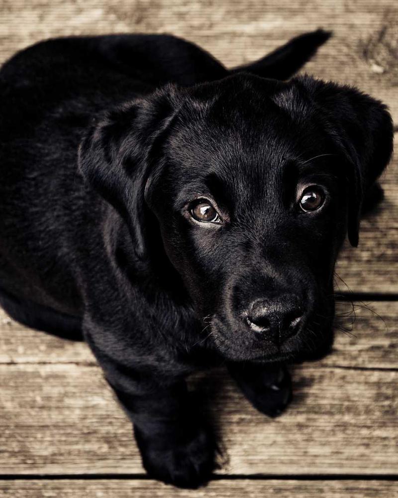 Apple HomePod (2a gen.)